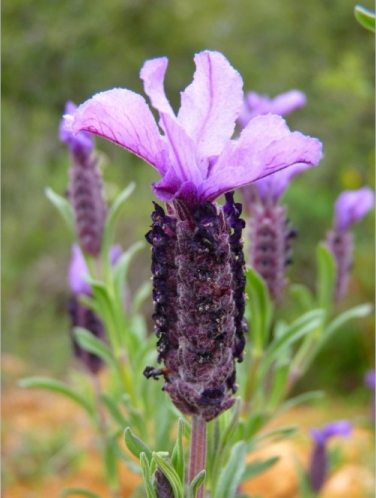 "Purple" Wild Lavender Flowers 25g metal packaging