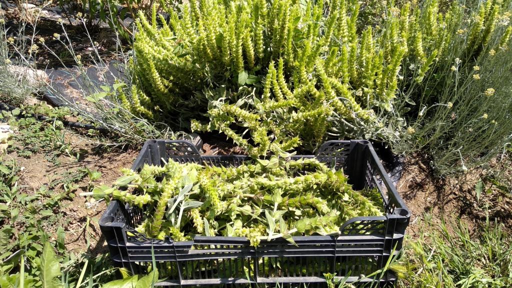 Herb Sideritis Scardica (Greek mountain tea) 30gr