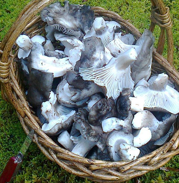Hygrophorus marzuolus Fresh Mushrooms and Mushroom Products