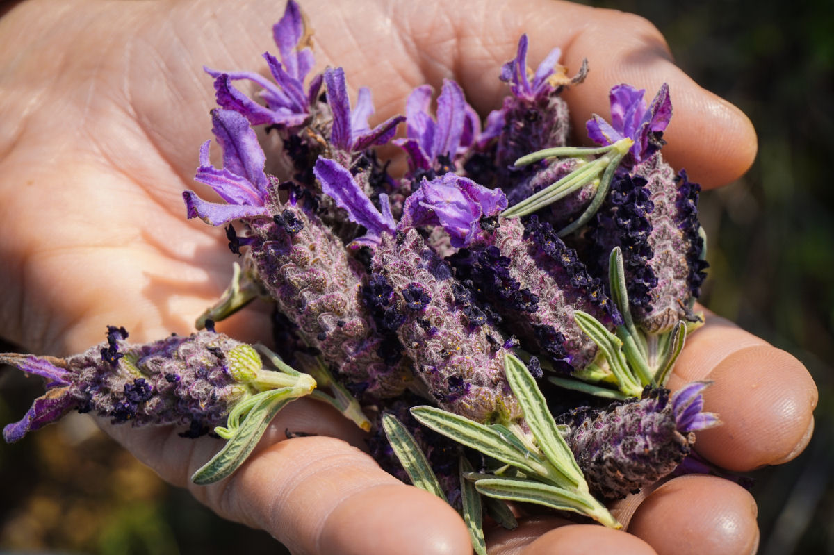 "Purple" wild lavender flowers 5g metal box (lavandula stoechas)