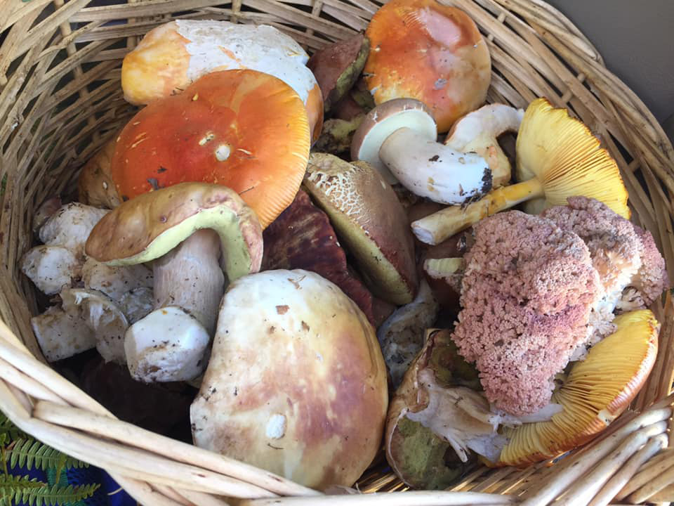 Variety of 3 - 5 species of wild mushrooms 1Kg