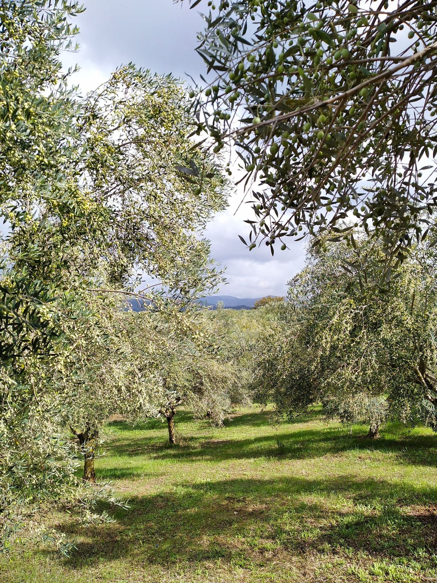 Extra Virgin Olive Oil MESSINIAN HILLS PDO KALAMATA 5L koroneiki