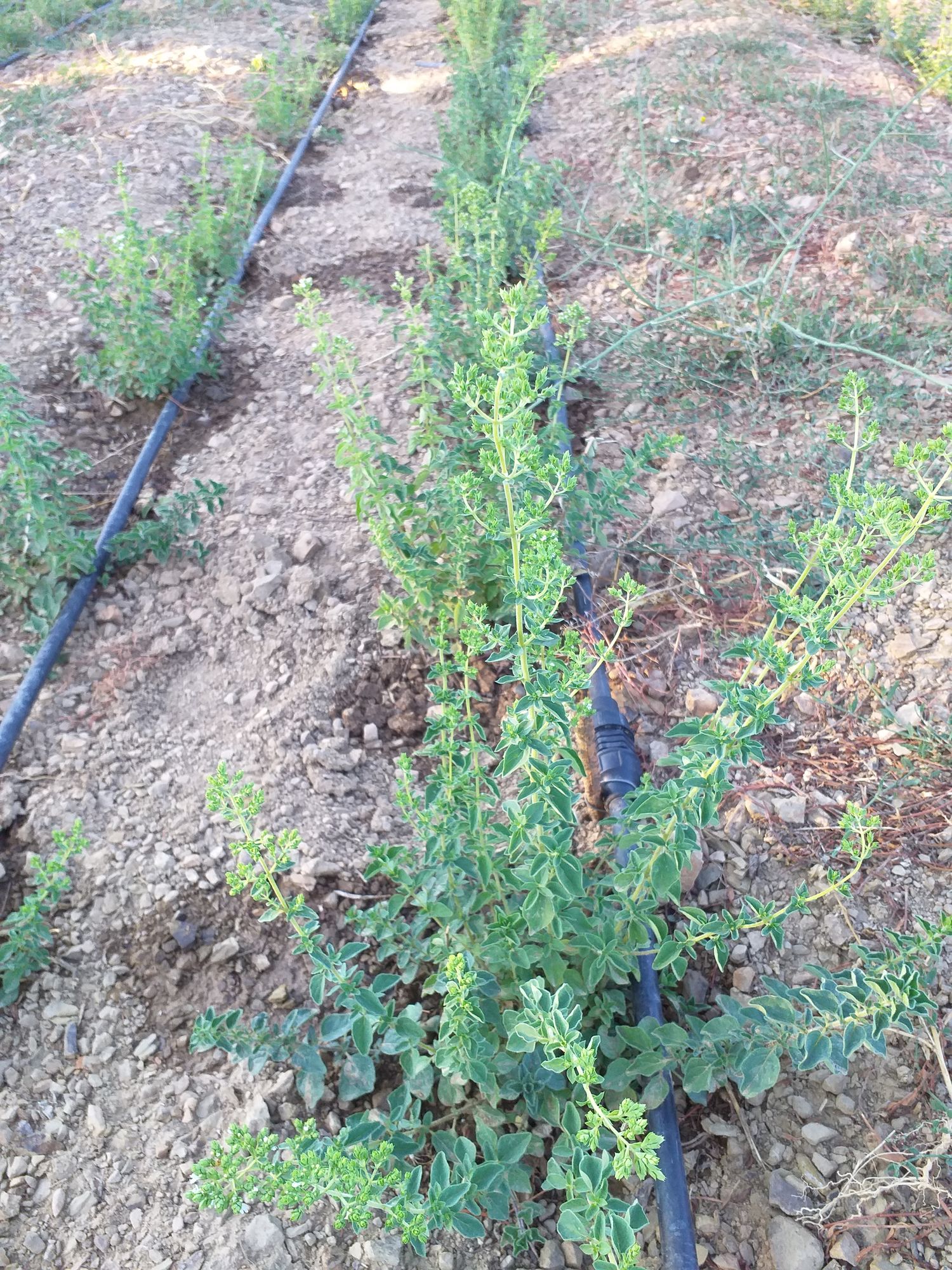 Oregano 100 gr