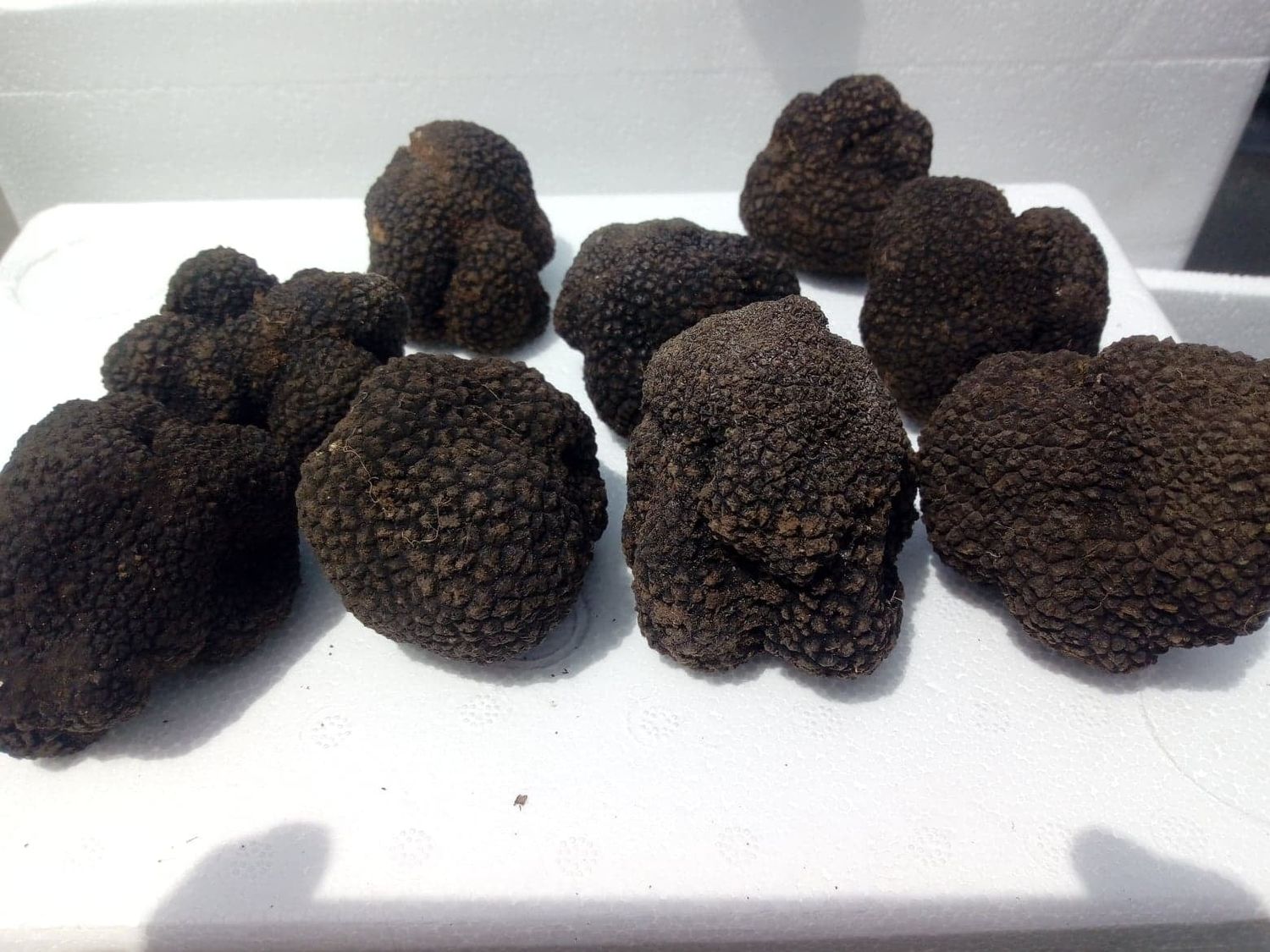 Black summer truffle, Tuber aestivum 150 g