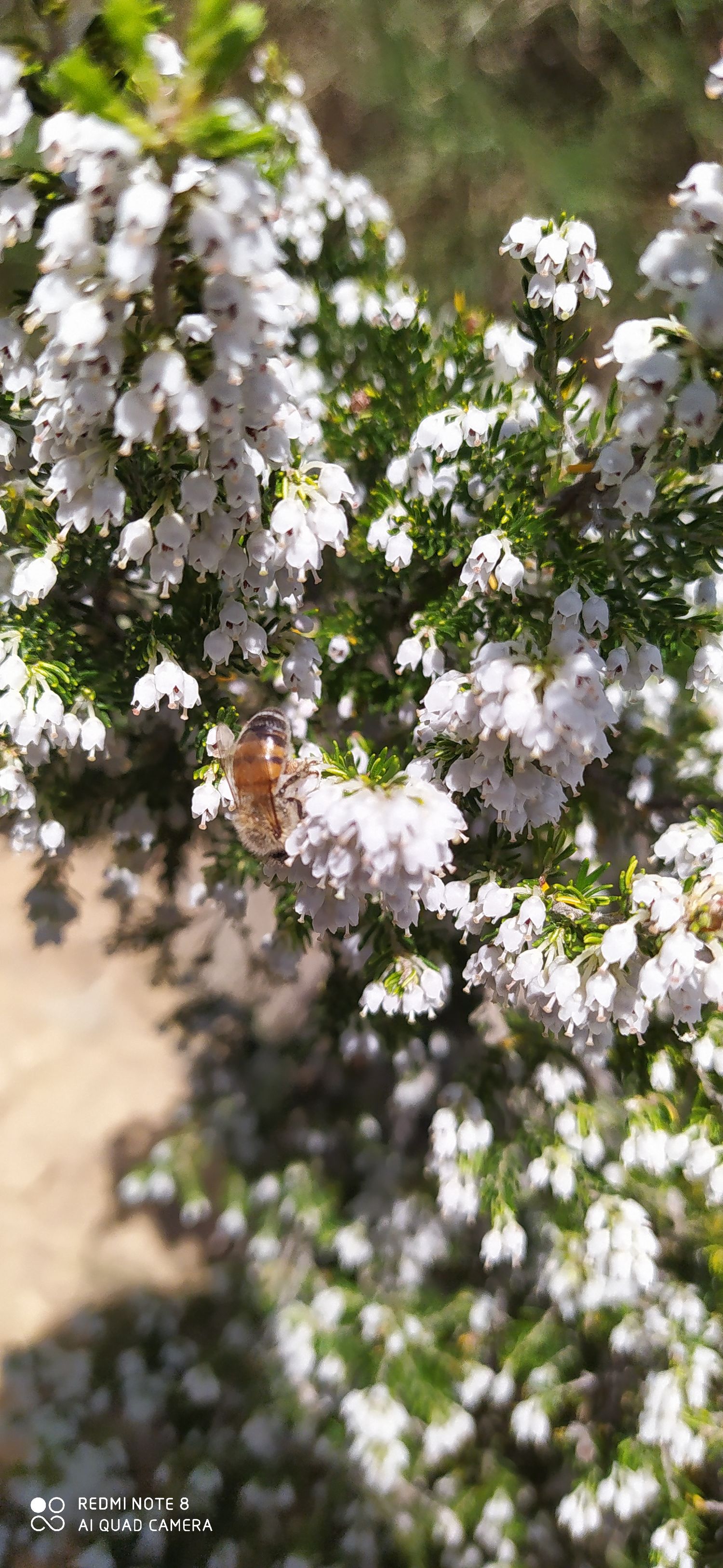 Heather Honey 1 kg