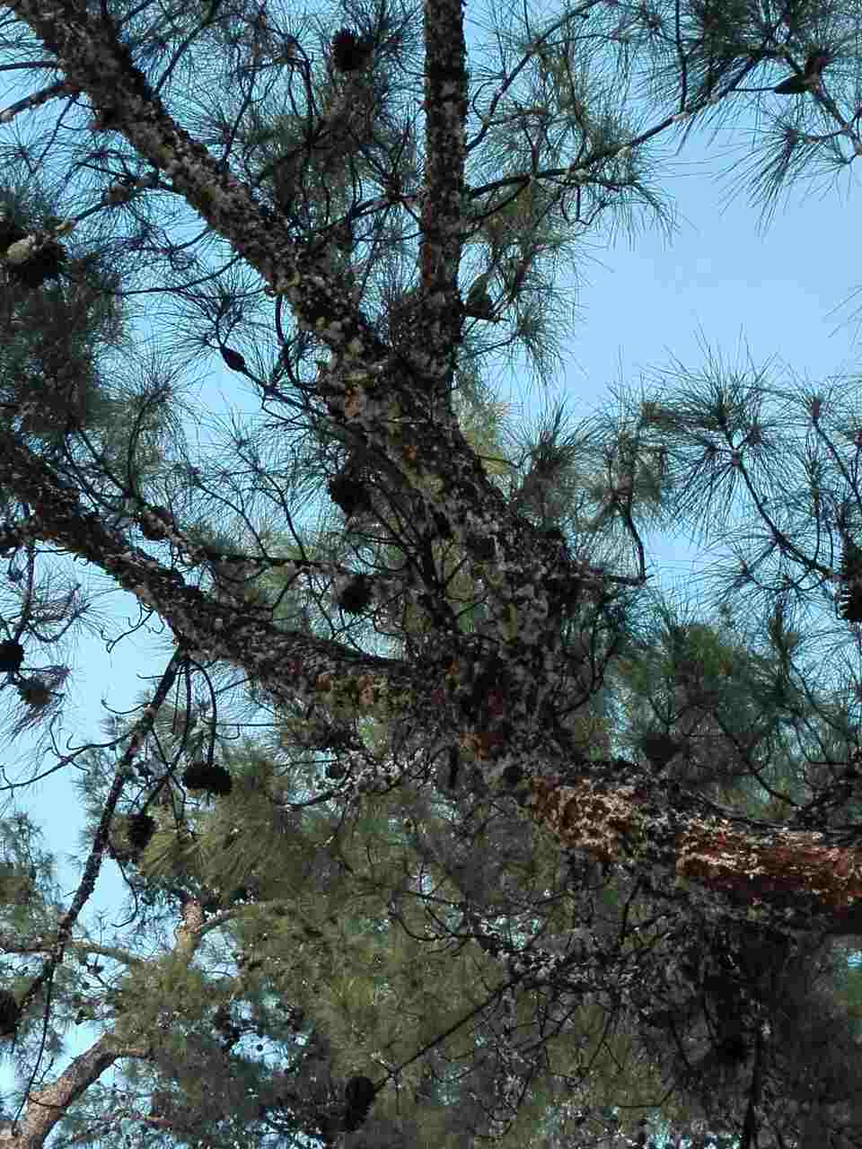Pine Honey 1 kg