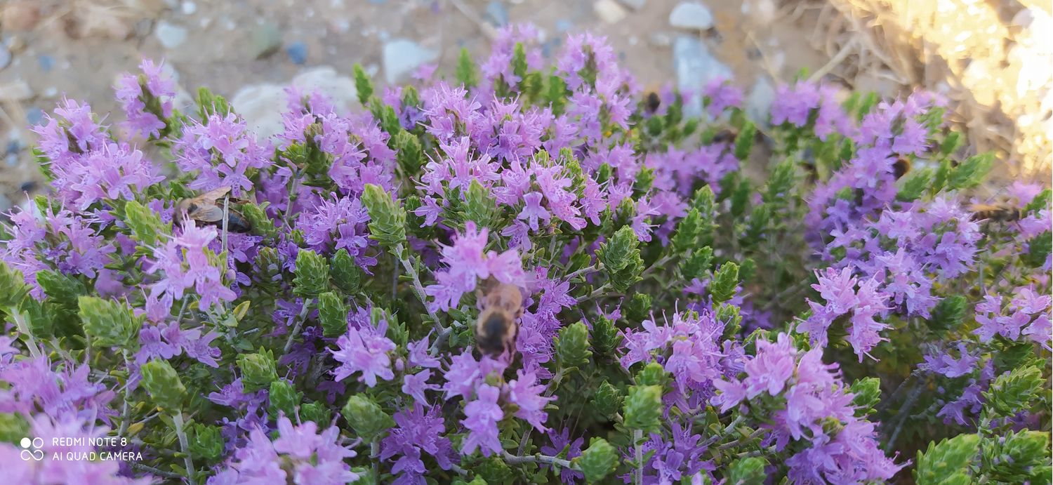 Thyme Honey 1 kg