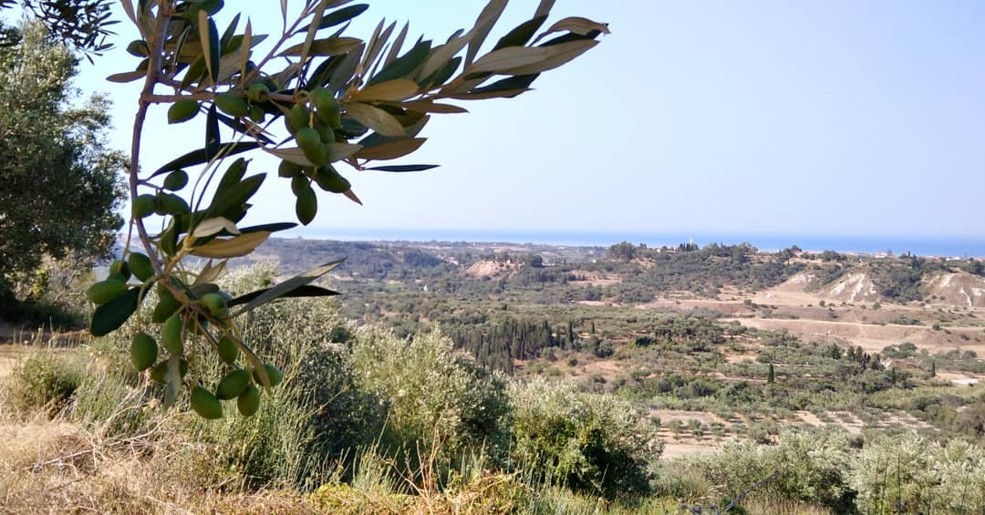 Extra Virgin Olive Oil 5L in tin