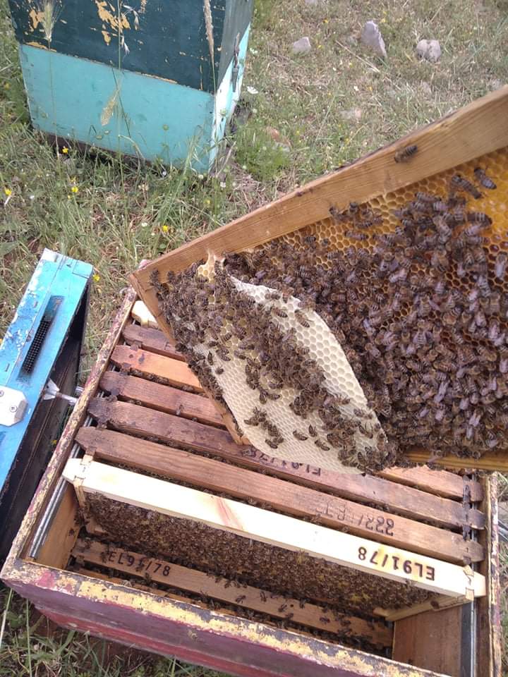 Cretan Honey LAERTI 1kg