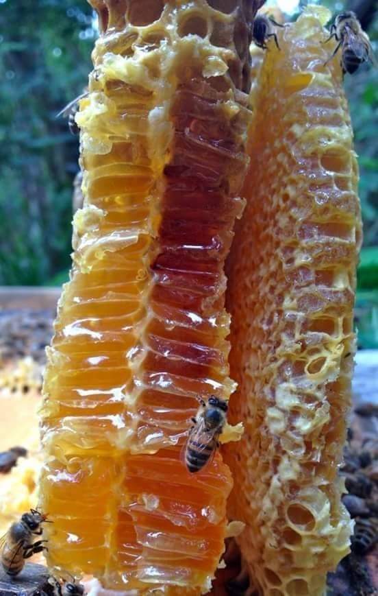 Cretan Honey LAERTI 1kg