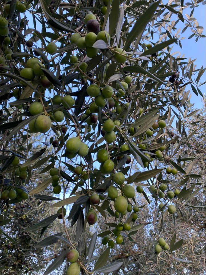 Extra Virgin Olive Oil 5L Metal Can Italy