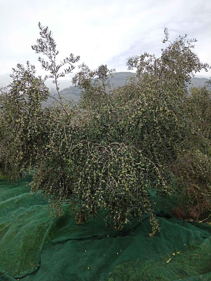 Extra Virgin Olive Oil 5L Metal Can Italy