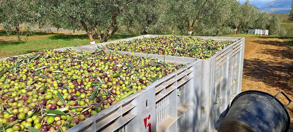 Extra Virgin Olive Oil 5L Metal Can Italy