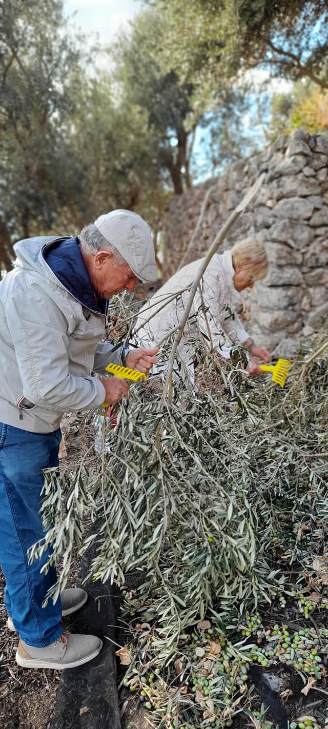 Extra virgin olive oil - 0.5 liters - Italy