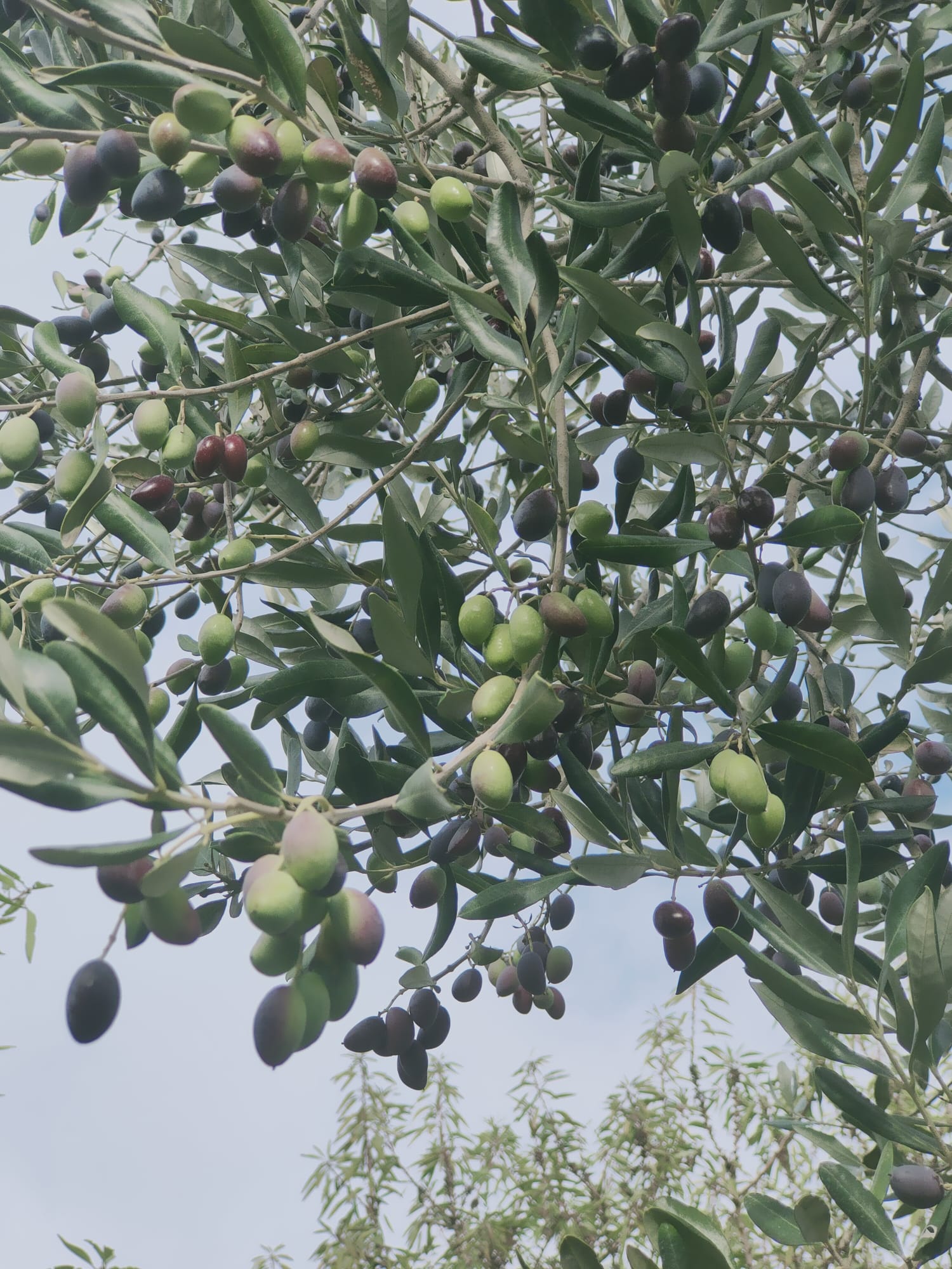 Extra virgin olive oil from organic farming - 5 litres in tins or bag in box