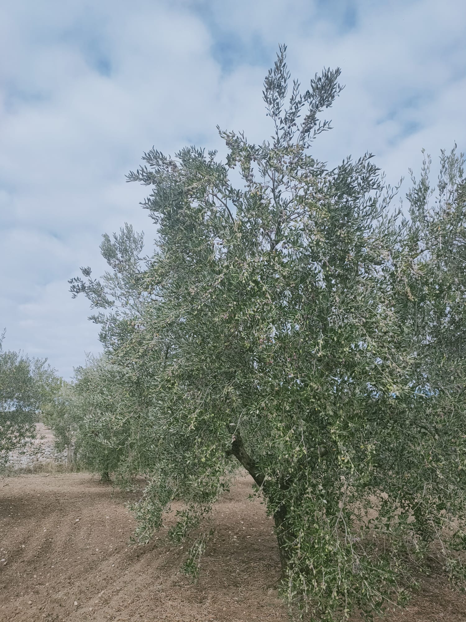 Extra virgin olive oil from organic farming - 5 litres in tins or bag in box
