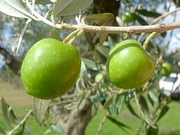 Extra virgin olive oil 5l Bag-In-Box Italy