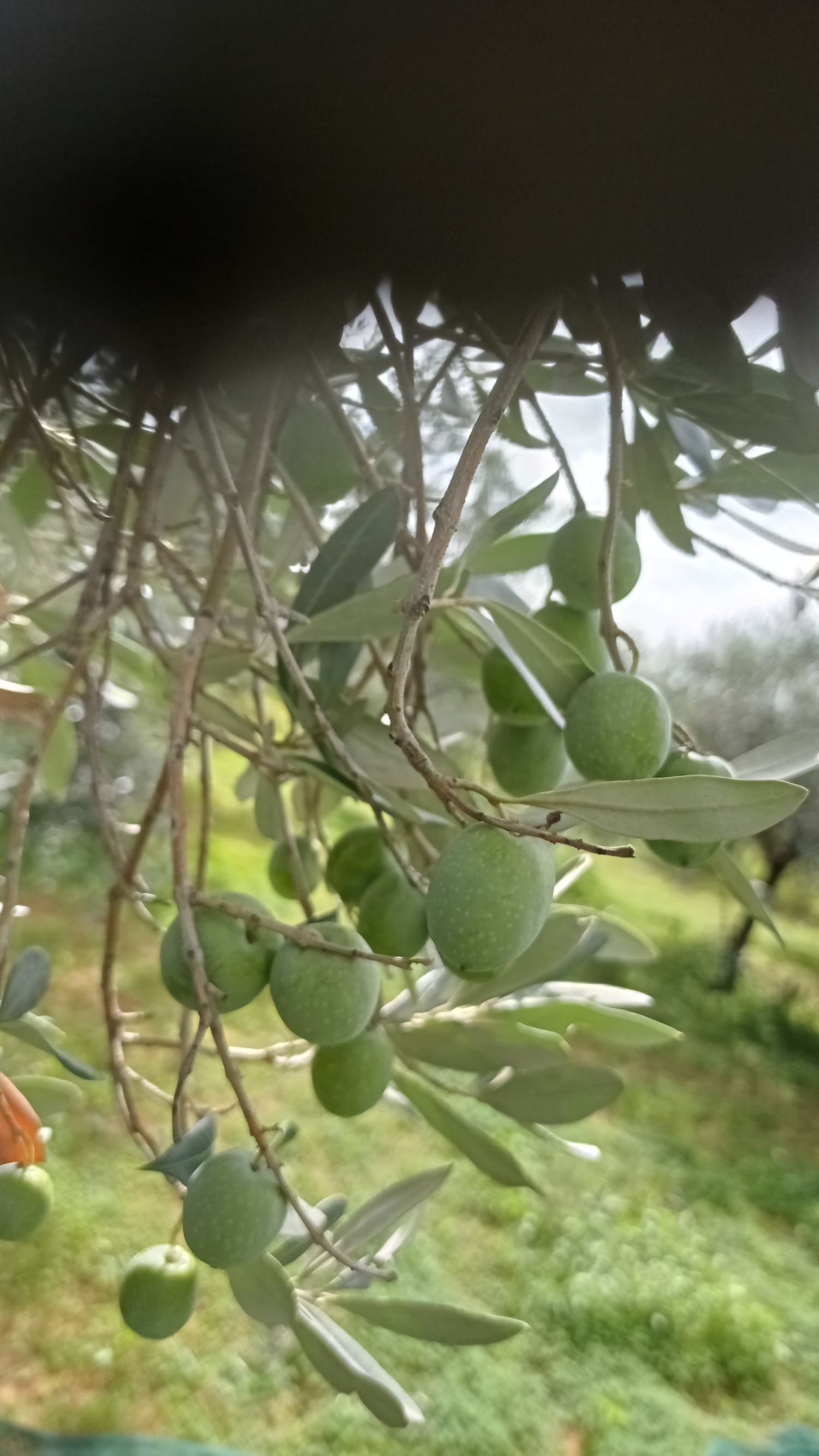 Nocellara del Belice extra virgin olive oil produced in Sicily, 5 litre tin