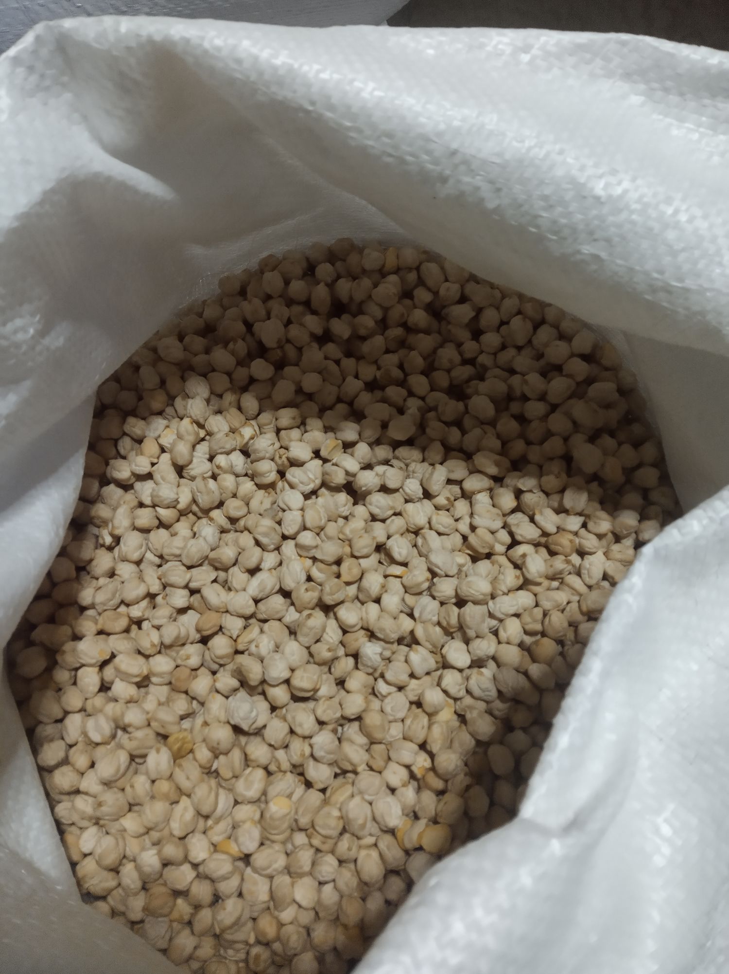 Chickpeas variety La Macarena