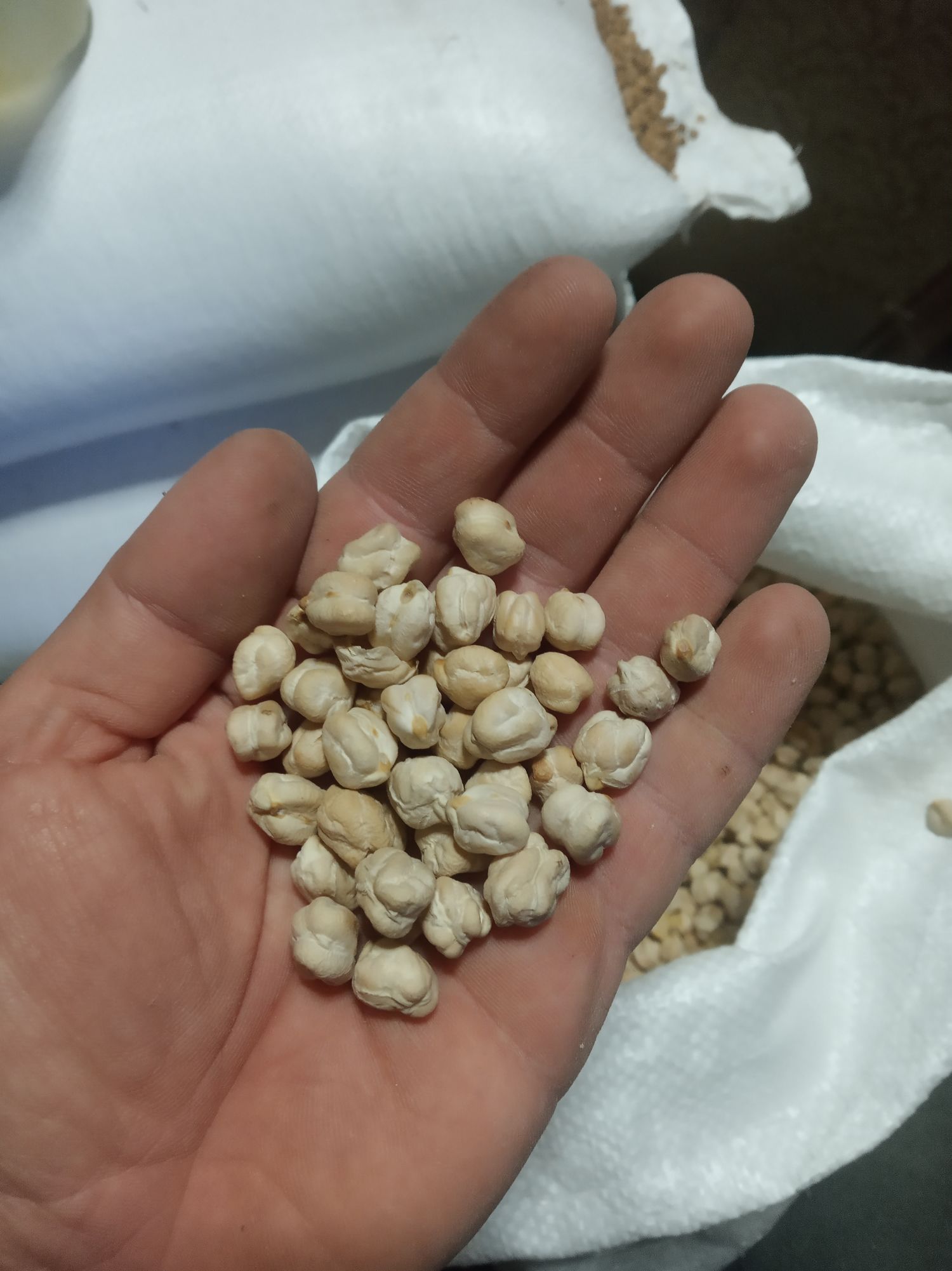 Chickpeas variety La Macarena