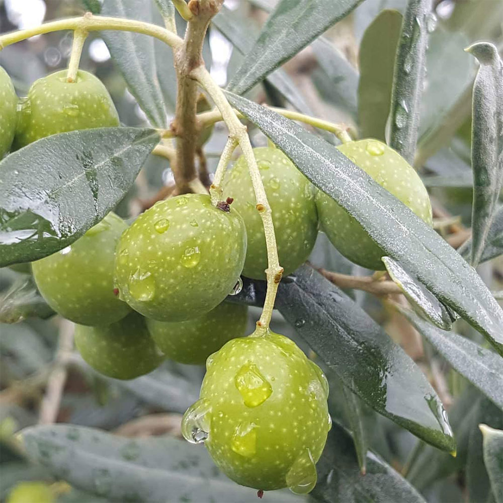 TERRE ROSSE - Organic Extra Virgin Olive Oil 500ml