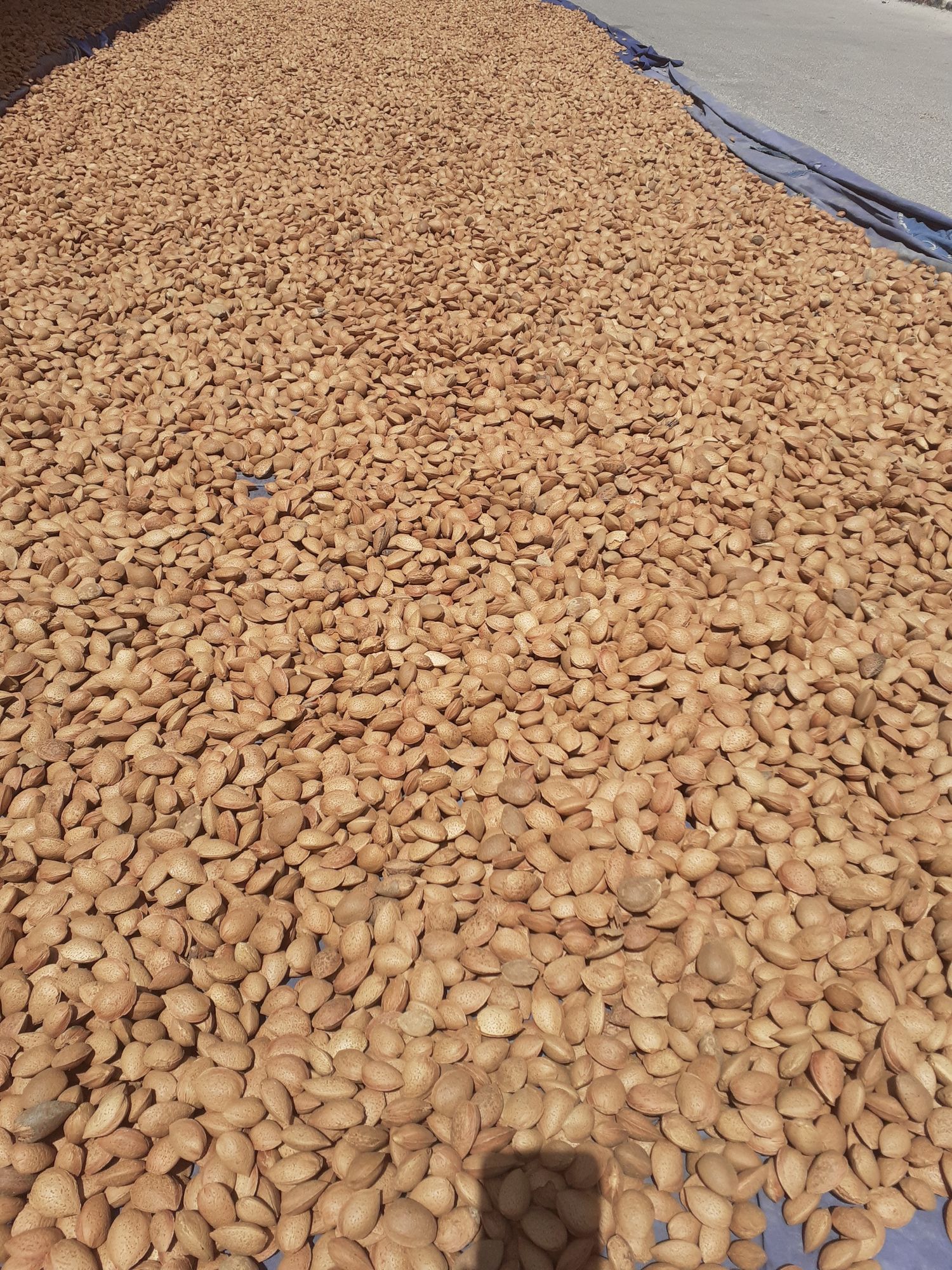 Almonds in soft shell TUONO