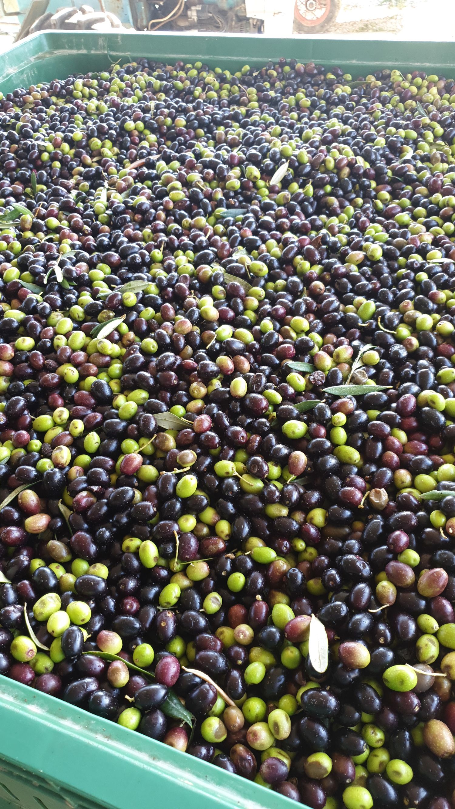 Extra virgin olive oil 100% Italian - in 5L cans