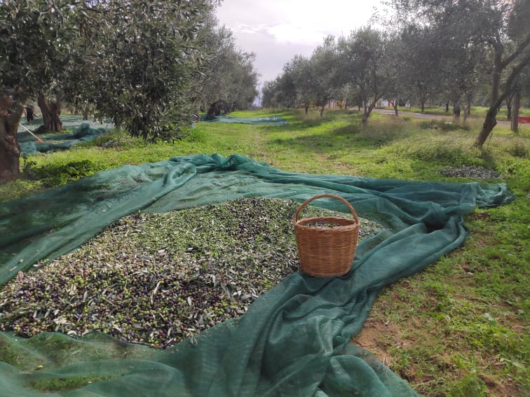 Extra virgin high polyphenolic olive oil with Health Claim, Koroneiki variety