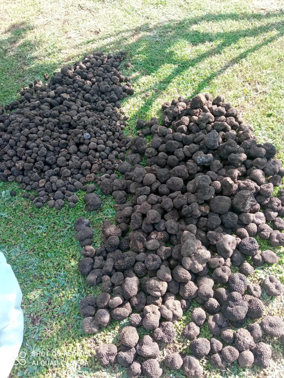 Black truffle "melanosporum" 500g