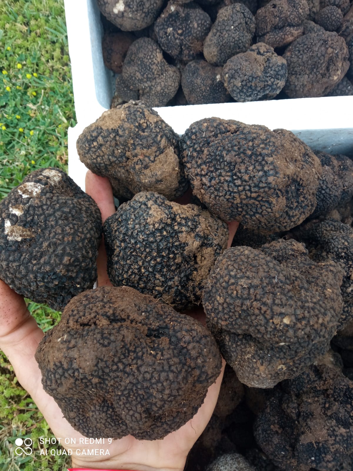 Black truffle "melanosporum" 500g