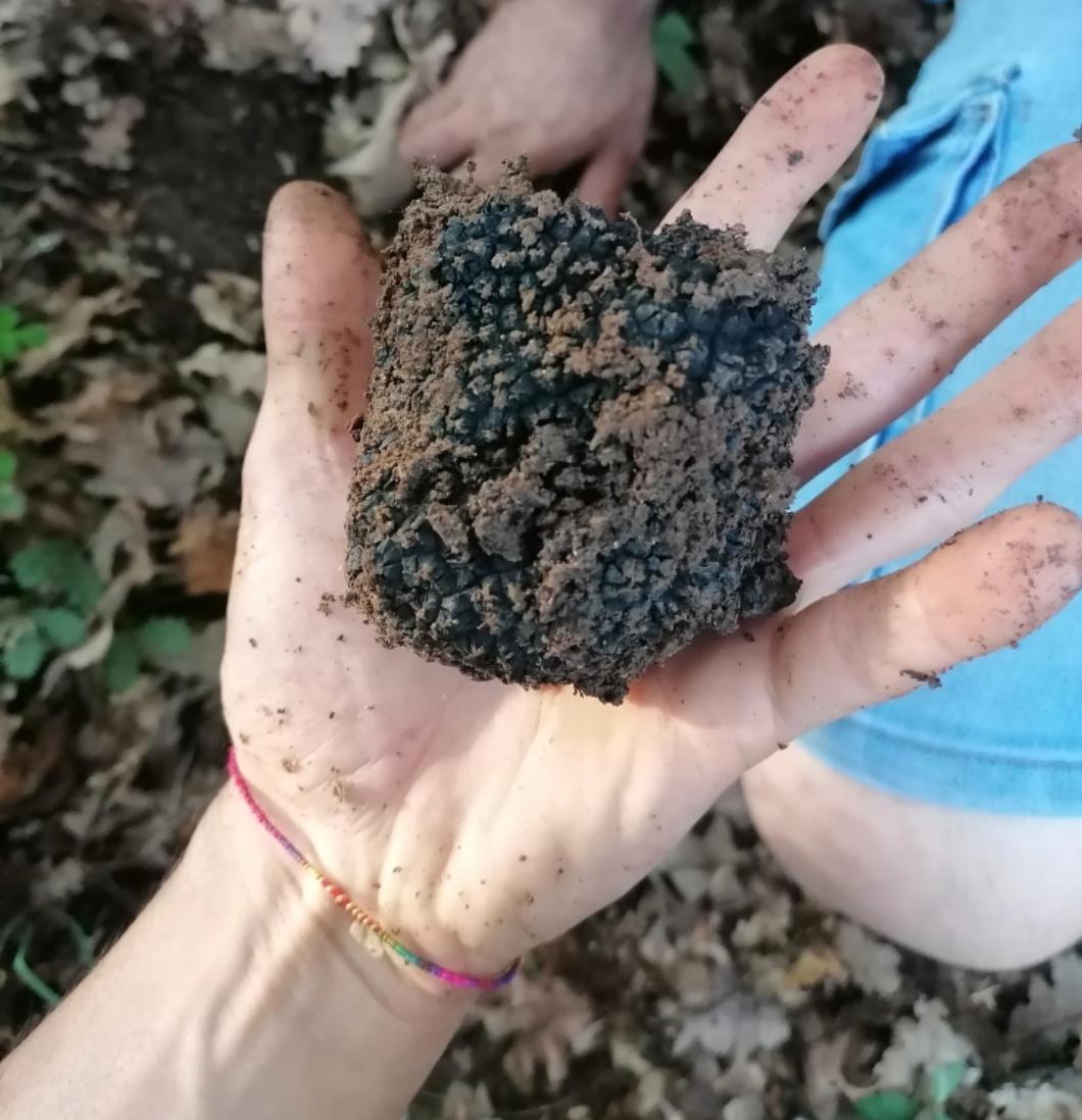 Black truffle "melanosporum" 500g