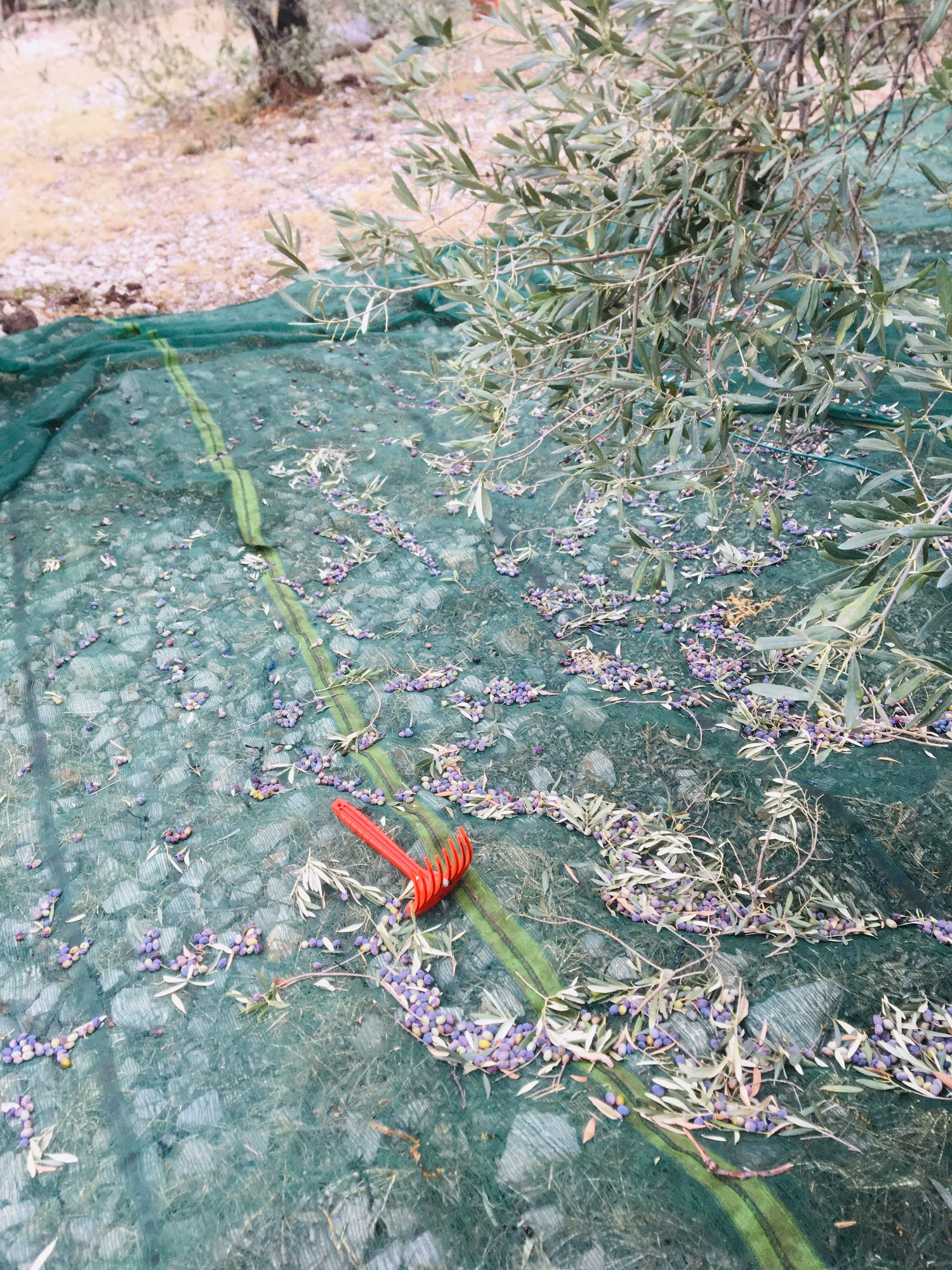 5 liter Manaki oil