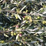 Melissia Premium Extra Virgin Olive Oil (500ml)