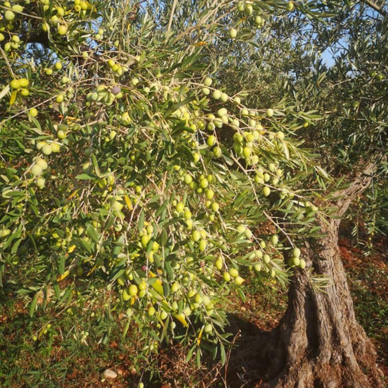 EXTRA VIRGIN OLIVE OIL 5L