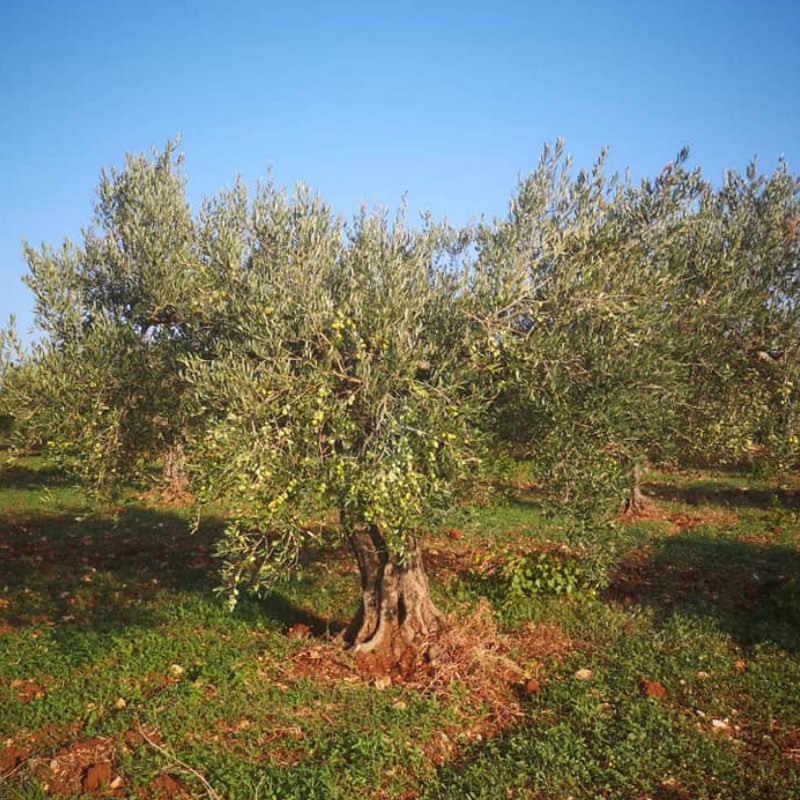 EXTRA VIRGIN OLIVE OIL 5L