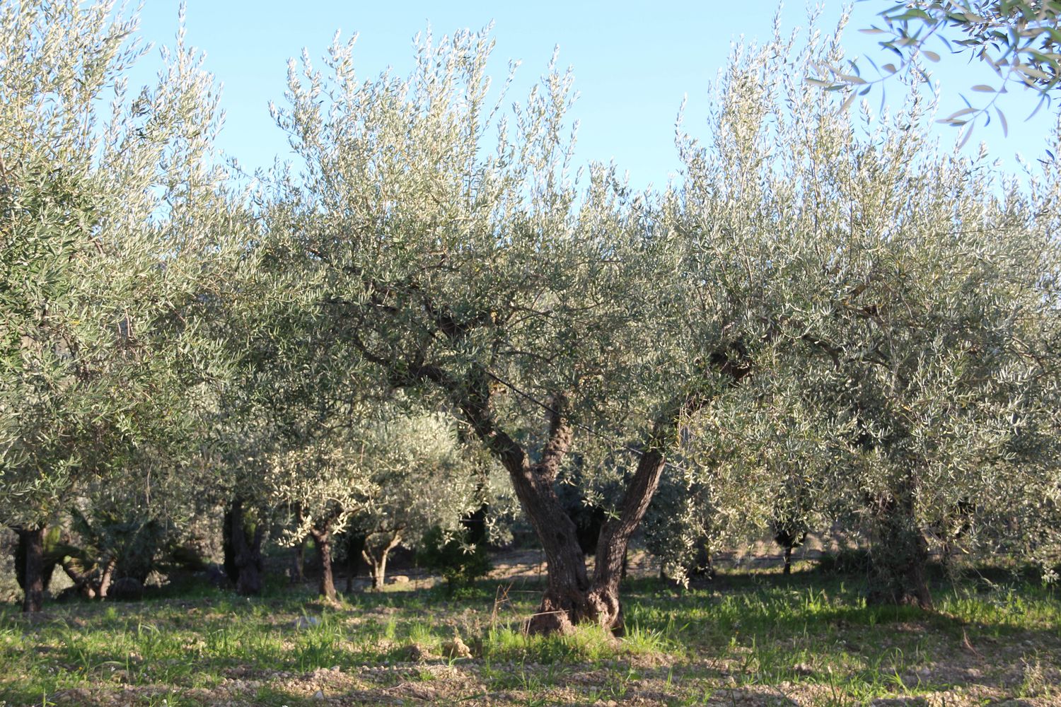 Butera Extra Virgin Olive Oil "Family Reserve" 1 liter