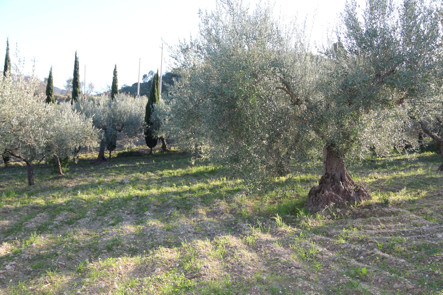 Butera Extra Virgin Olive Oil "Riserva Familiare" 500 ml