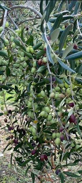 Butera Extra Virgin Olive Oil "Riserva Familiare" 500 ml