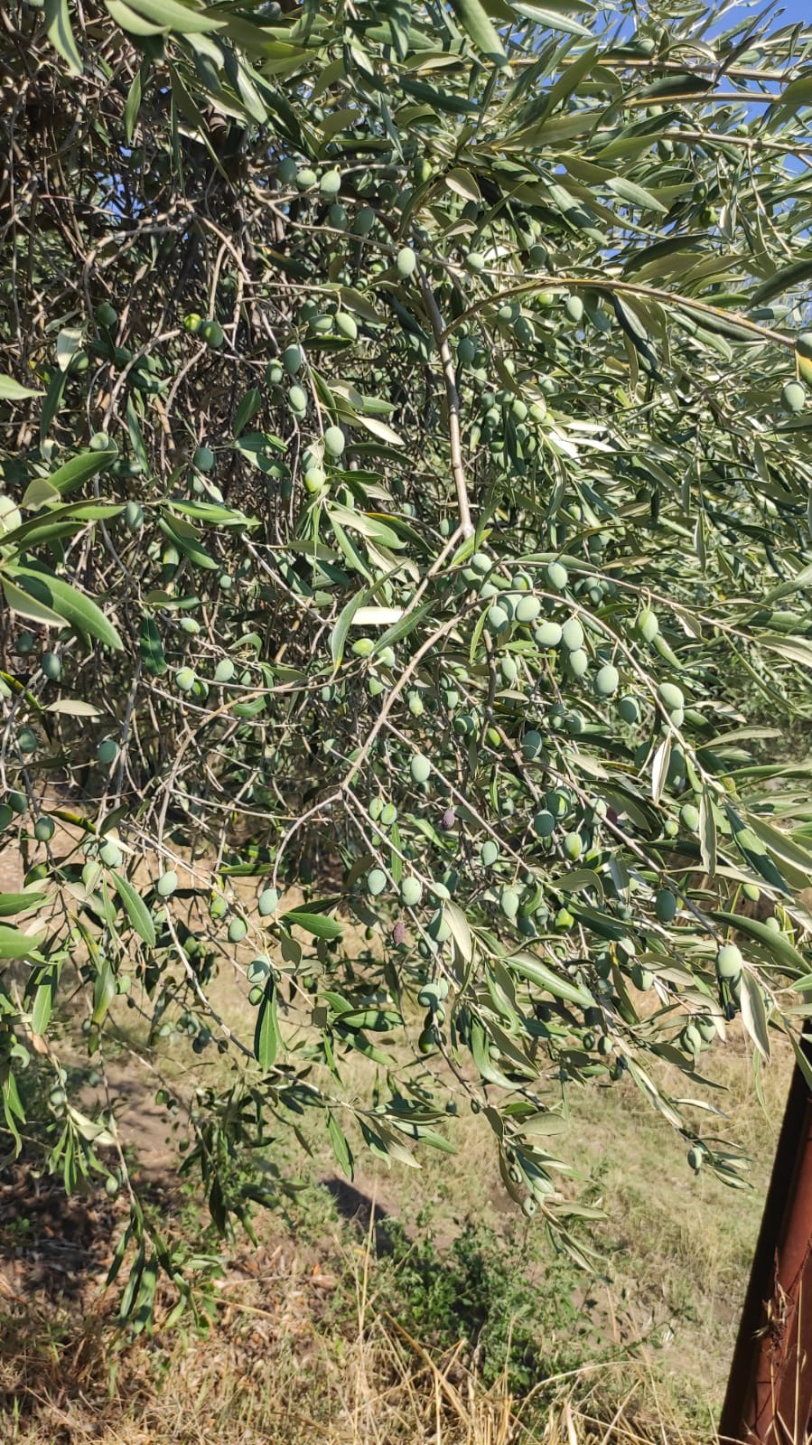 Extra virgin olive oil in a 5-litre tin