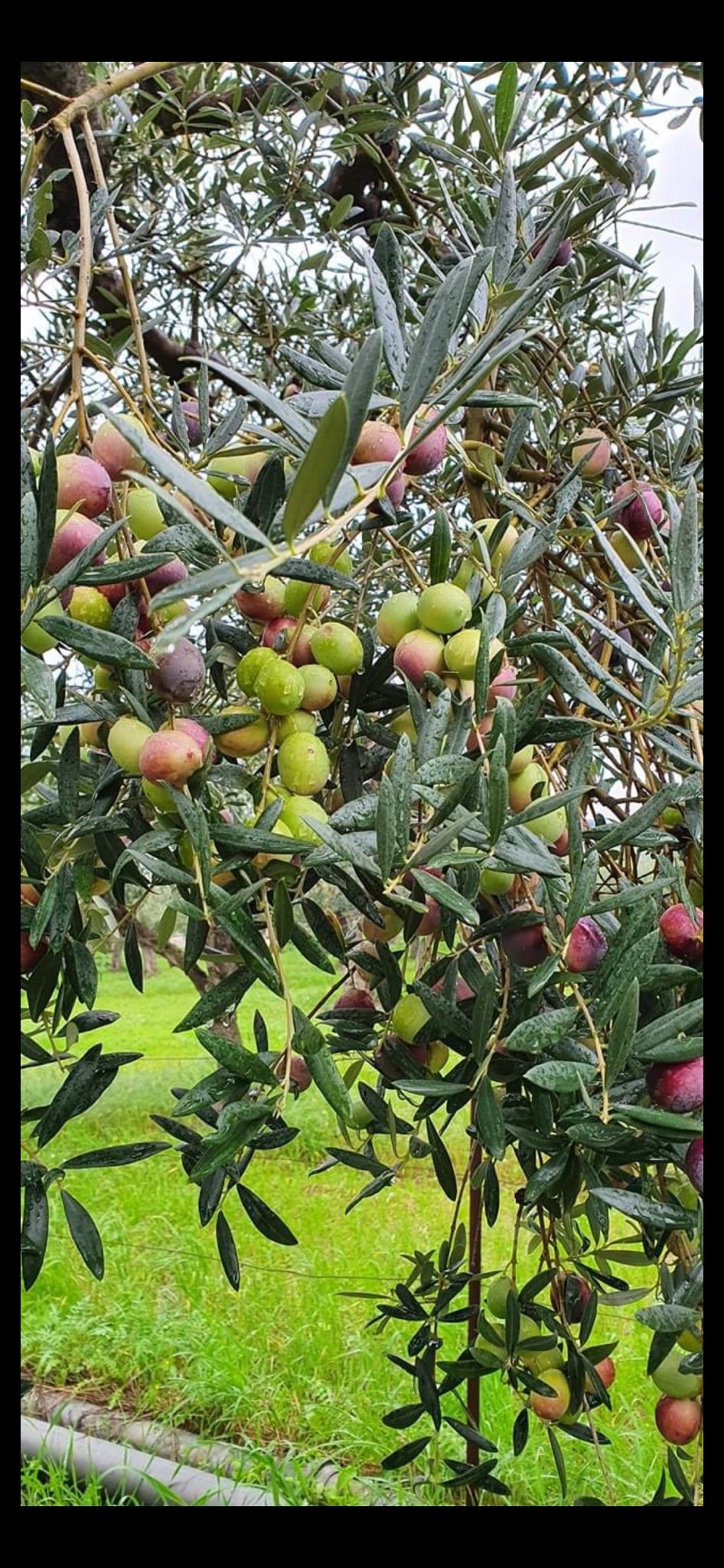 Extra virgin olive oil in a 5-litre tin
