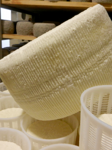 PECORINO PRIMO SALE FRESH CREAM CHEESE