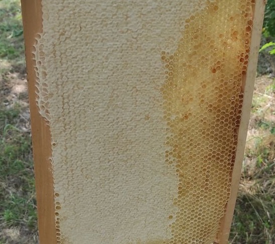Acacia honey - RAW honey 100% natural 250 KG