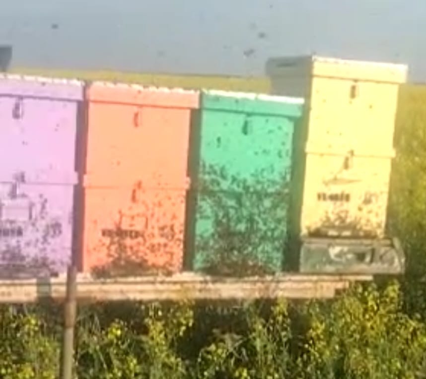 Acacia honey - RAW honey 100% natural 250 KG
