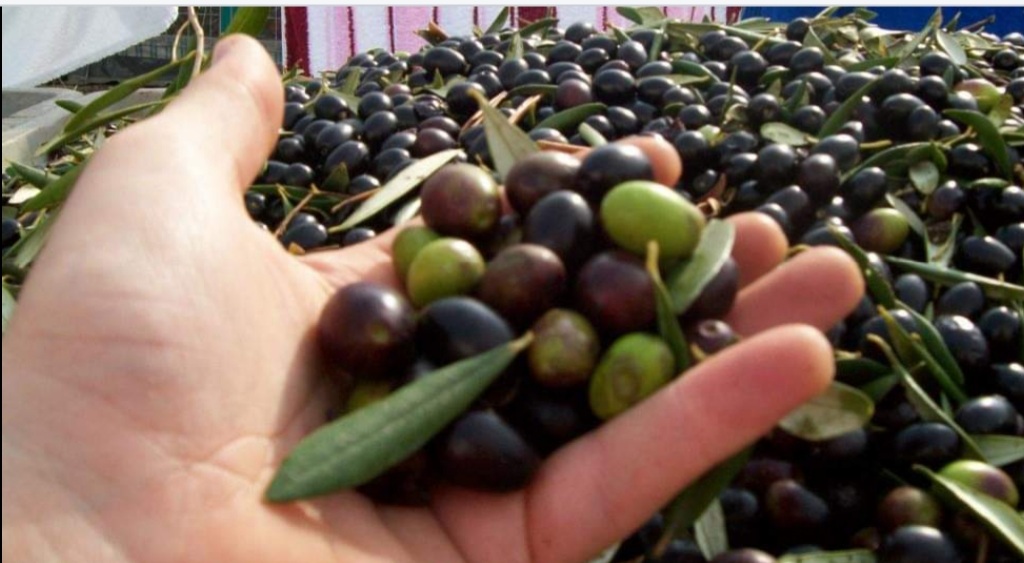 Extra virgin olive oil 5L