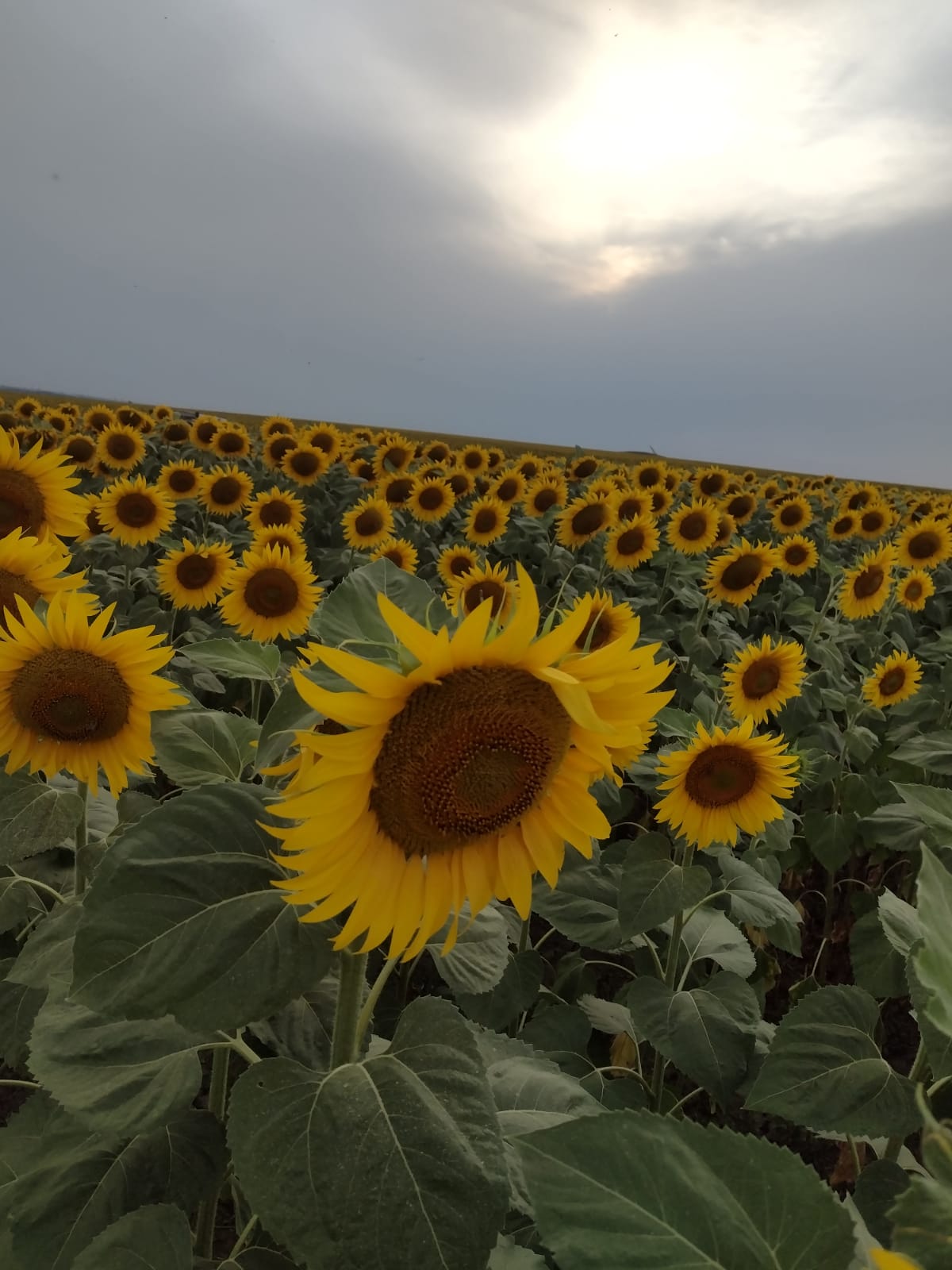 Sunflower honey - RAW honey 100% natural 250 KG