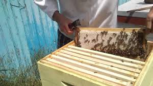 Sunflower honey - RAW honey 100% natural 250 KG