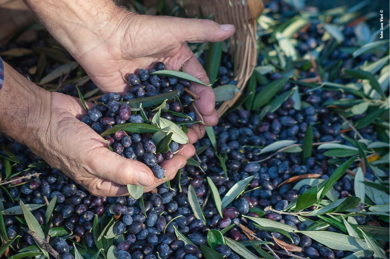 Authentic Black Salty Olives from Lesvos island-North Aegean region-Greek taste- (Vacuum packaging 200g)