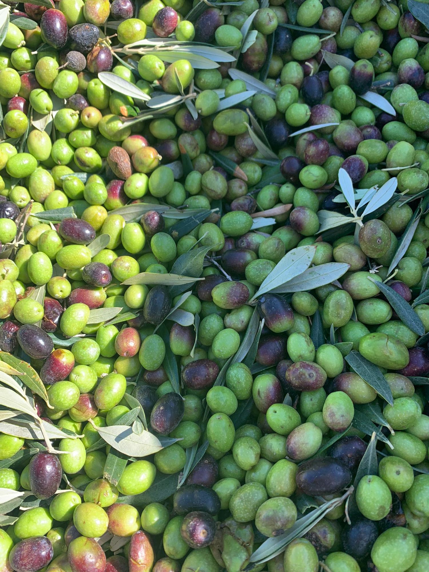 Extra virgin olive oil Caracter, 5l