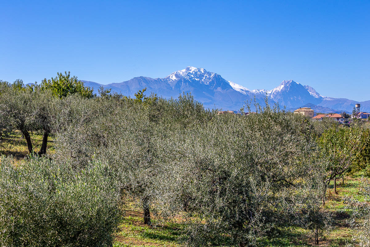 EVOO “Sei e Venti” - 500 ml