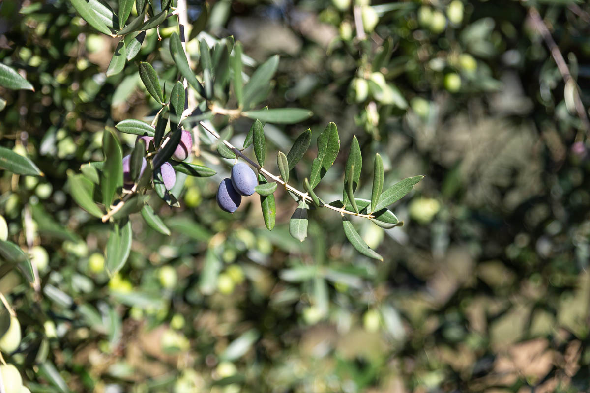 EVOO “Sei e Venti” - 500 ml
